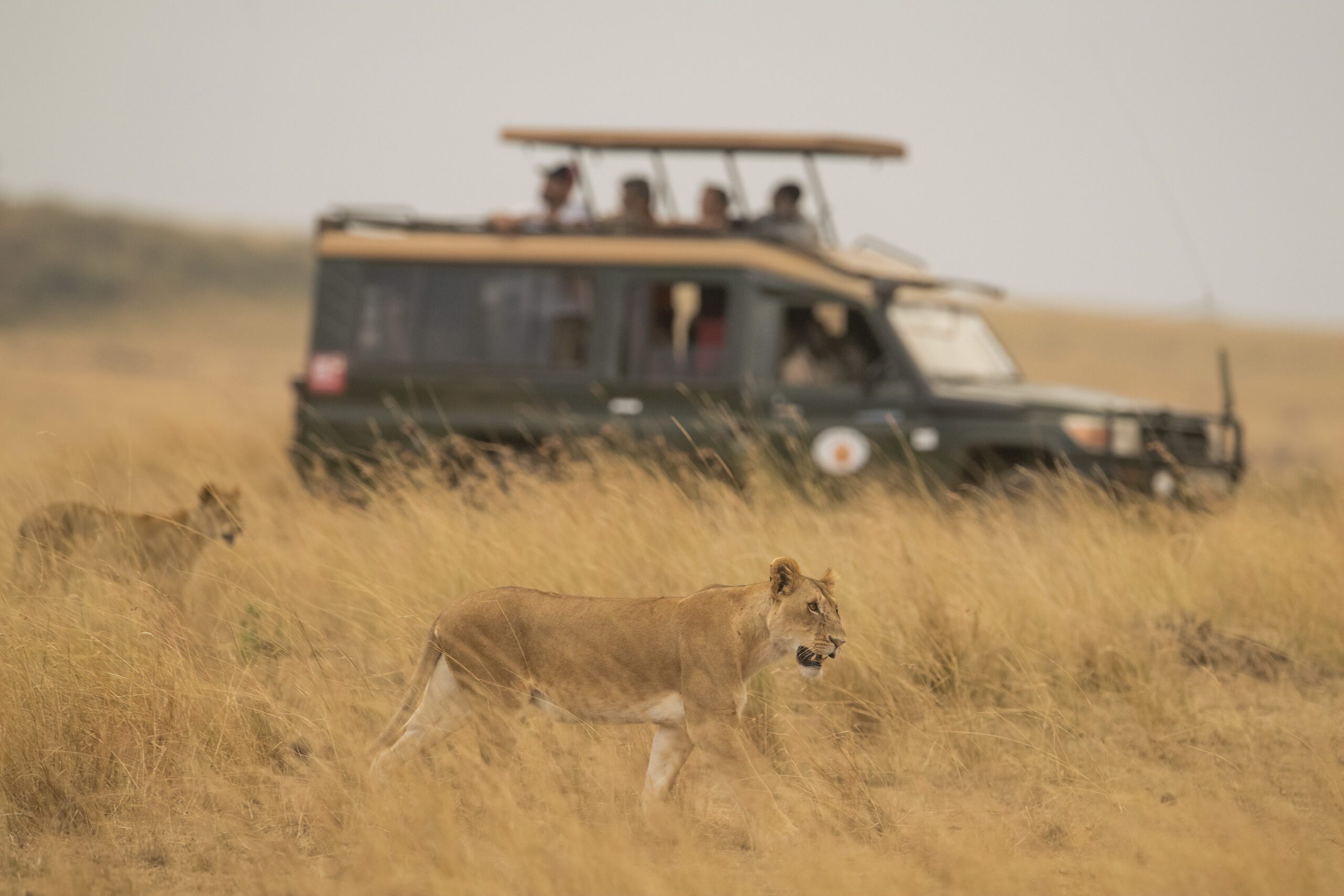custom safari - 10 Days Luxury Safari in Kenya