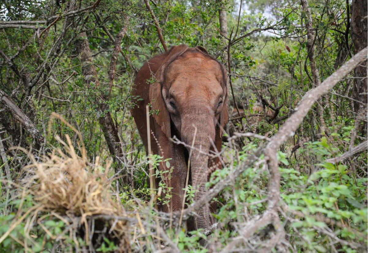 Sheldrick Wildlife Trust