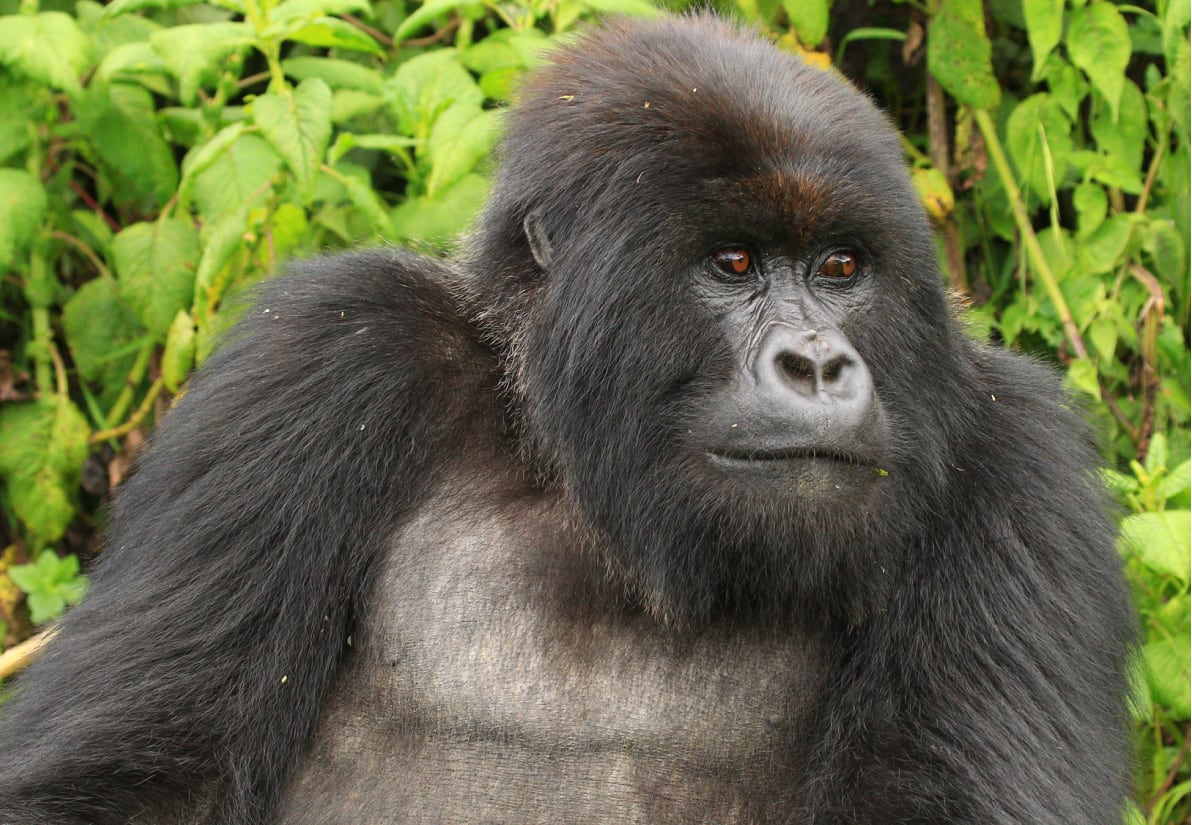Save the Gorilla Safari