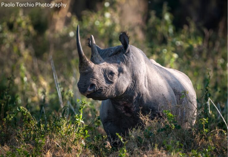 Save the Rhino Safari