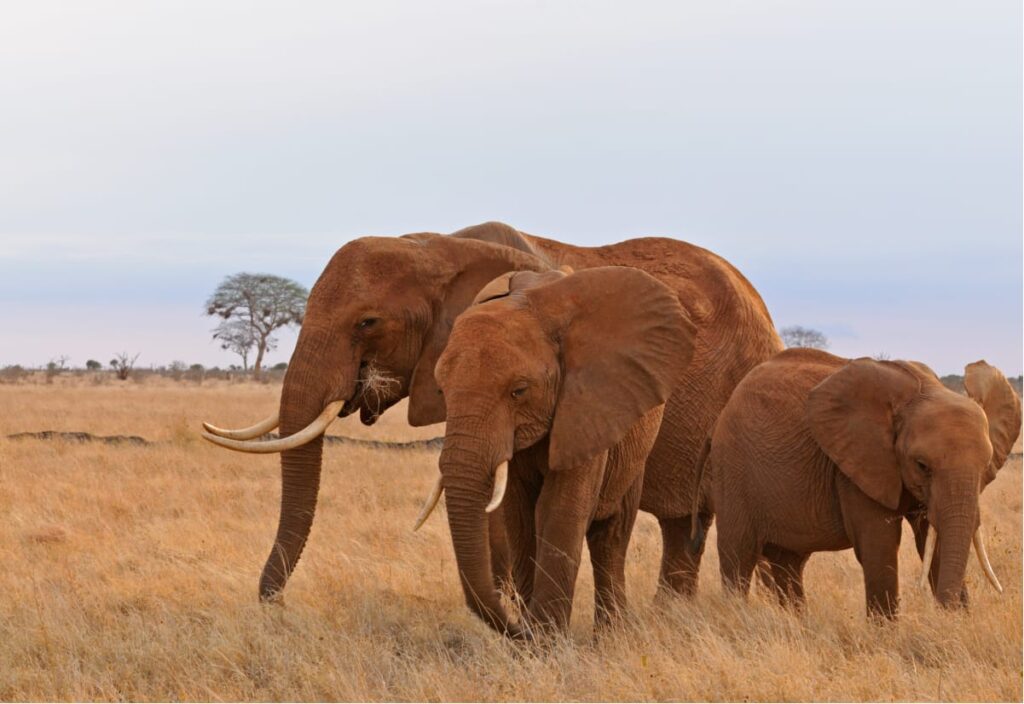 Save the elephants Safari