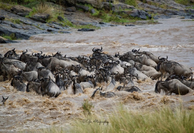 Wildebeest Adventure & Migration crossing