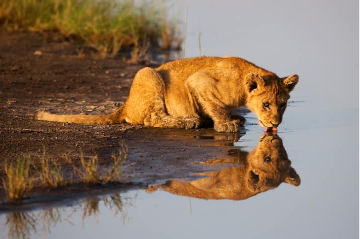 Photographic Safaris