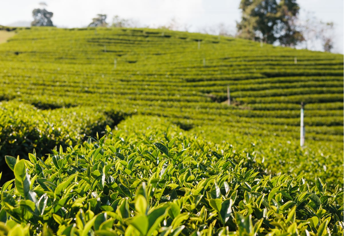 Kiambethu Tea Farm Visit