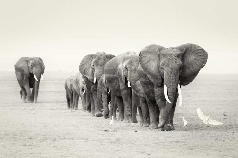 Guided photo safari - Mia Collis