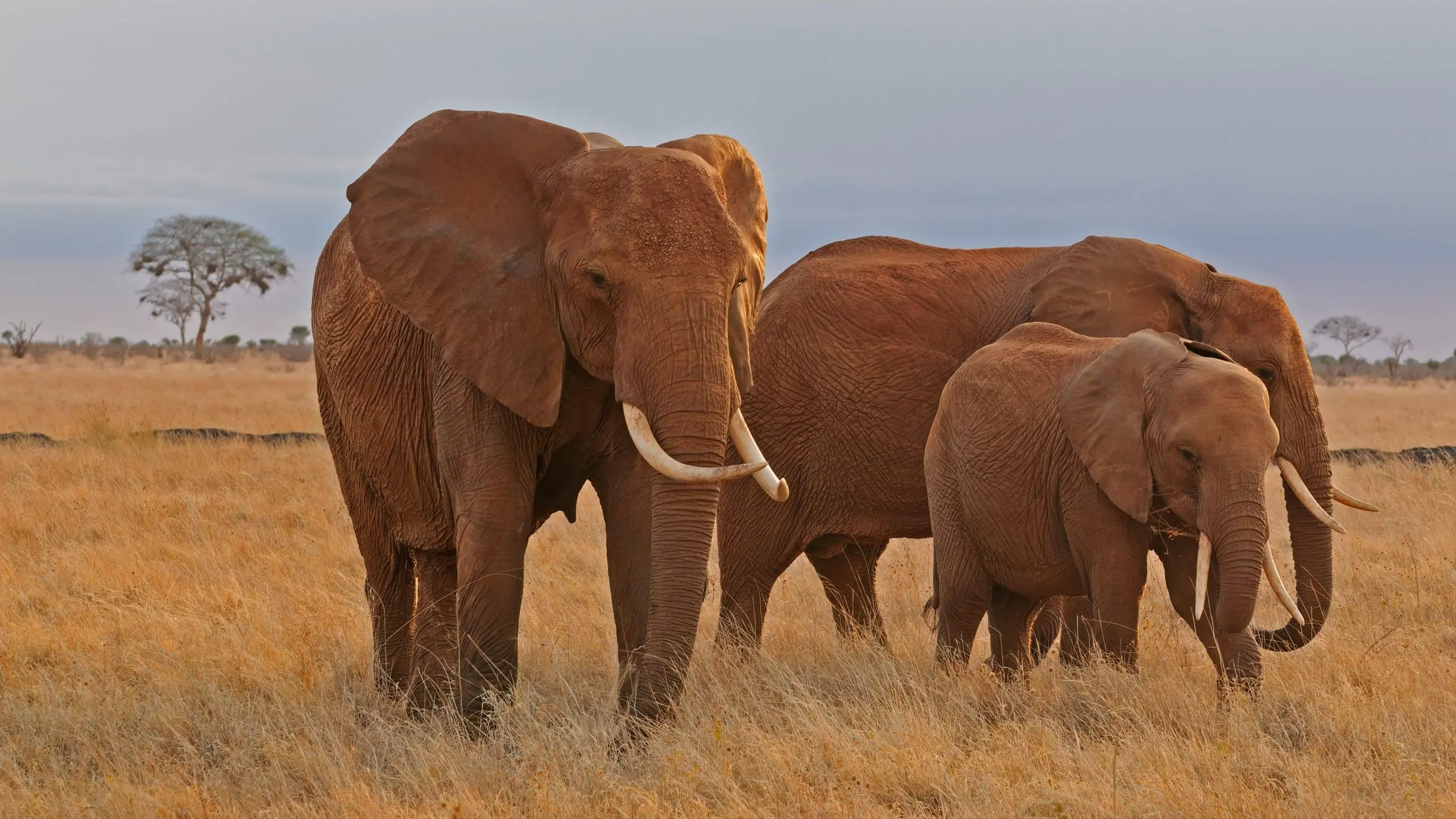 save the elephants - Sunworld Safaris - Sunworld Safaris