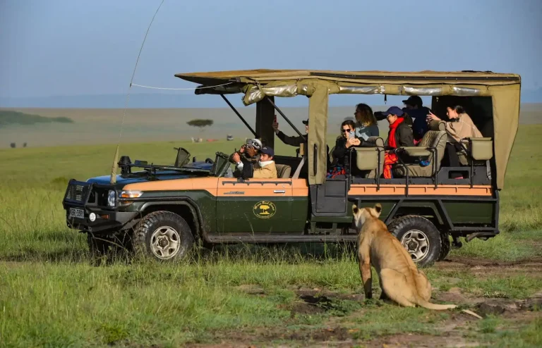 mara Lion V - Sunworld Safaris