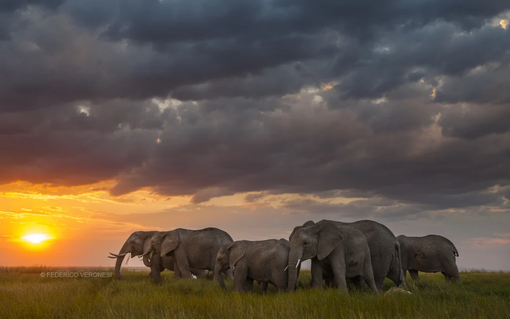 Herd of elephants walking across a grassy savanna at sunset with dark dramatic clouds.