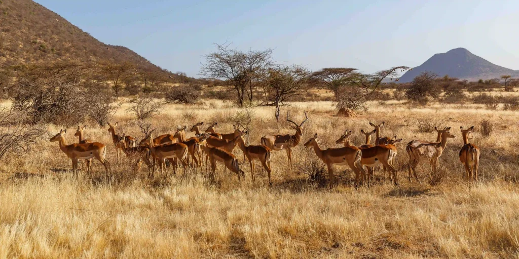 Herd of antelopes grazing in a dry savannah with scattered trees and distant hills under a blue sky.