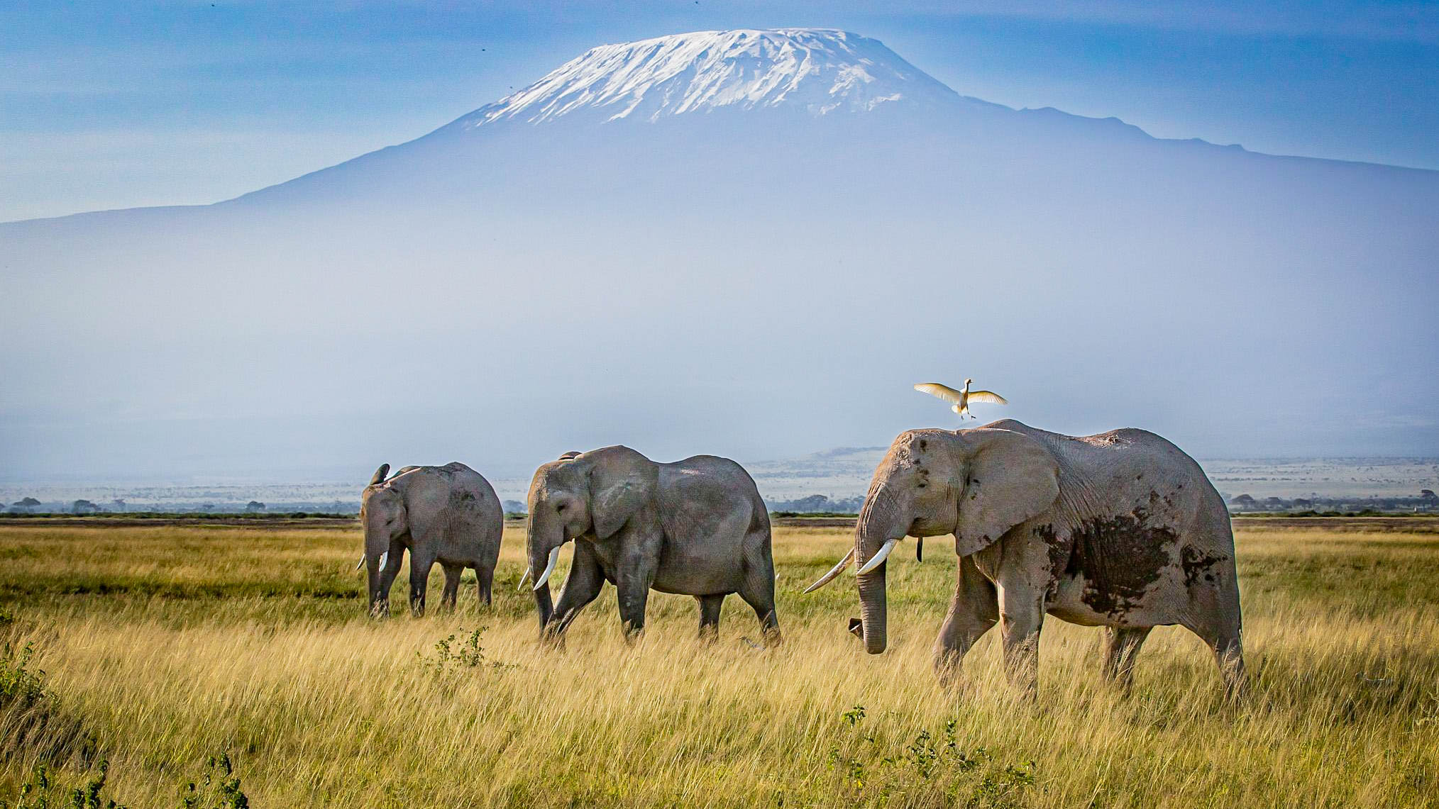 Herd of elephants grazing on a grass plain with a snow-capped volcano in the distance and a white bird taking flight nearby.